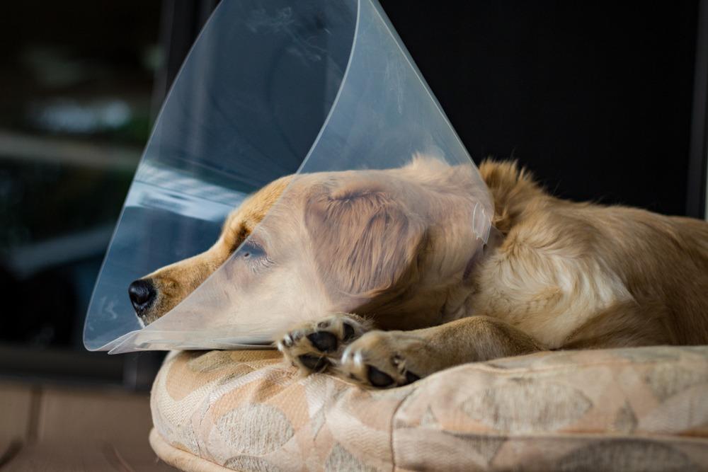 Tired,Golden,Retriever,Puppy,Wearing,The,"cone,Of,Shame",After