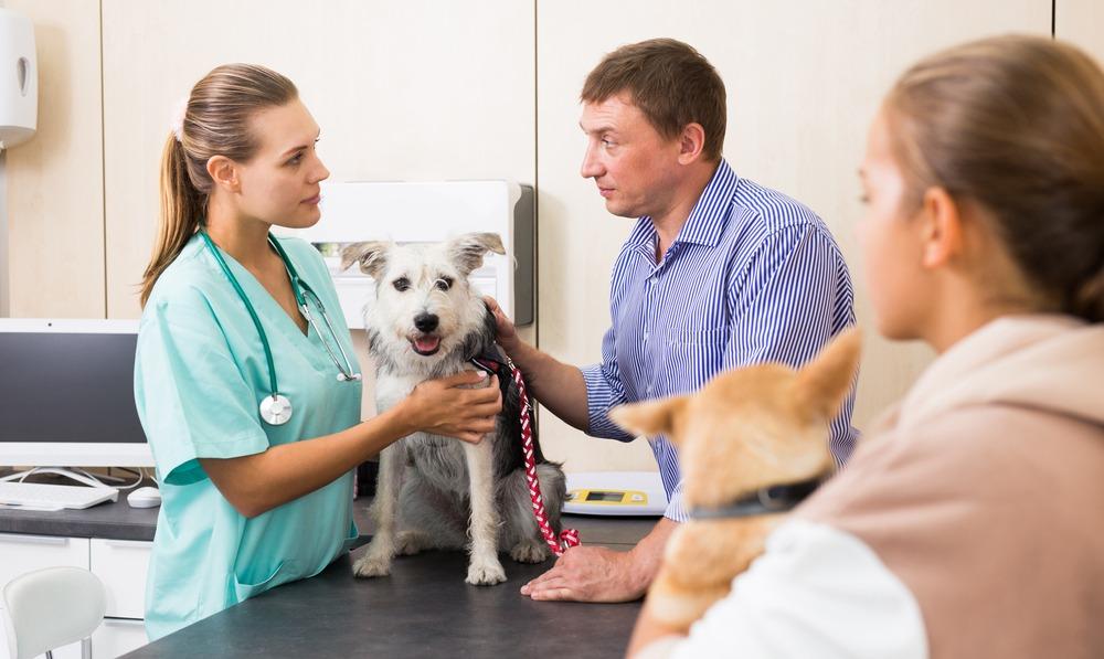 Consultations City Vet Limerick