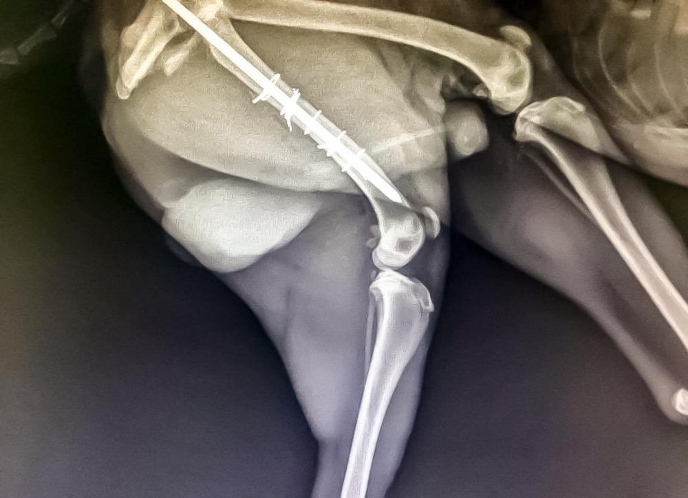 X,Ray,Image,Of,Dog's,Leg,And,Hip.